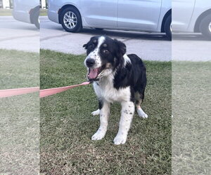 Australian Shepherd Dogs for adoption in Valrico, FL, USA