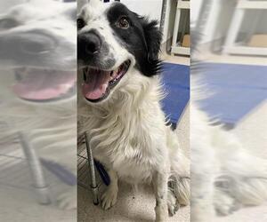Border Collie Dogs for adoption in Bakersfield, CA, USA