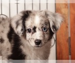 Small #1 Aussiedoodle Toy
