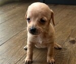 Puppy Ginger Chiweenie-Poodle (Toy) Mix
