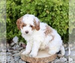 Small #2 Cavapoo