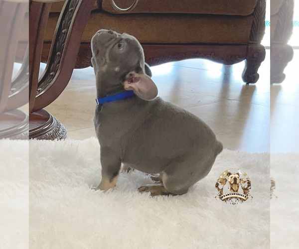 Medium Photo #8 French Bulldog Puppy For Sale in LEHIGH ACRES, FL, USA