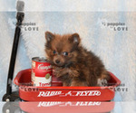 Small Photo #3 Pomeranian Puppy For Sale in SANGER, TX, USA