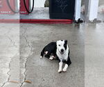 Small #2 Mutt