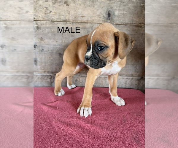 Medium Photo #18 Boxer Puppy For Sale in VERMONTVILLE, MI, USA