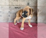 Litter of 9 - Male(s) and Female(s) BoxerLitter of Puppies for Sale - Photo #18