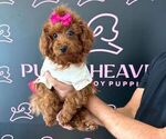Small Photo #6 Poodle (Miniature) Puppy For Sale in LAS VEGAS, NV, USA