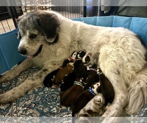 Great Bernese Litter for sale in RAPIDAN, VA, USA