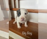Small Photo #5 American Bully Puppy For Sale in LA VERNIA, TX, USA