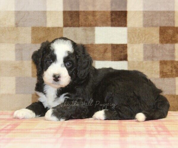 Medium Photo #3 Bernedoodle (Miniature) Puppy For Sale in DENVER, PA, USA