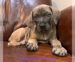 Puppy Purple Collar F Cane Corso