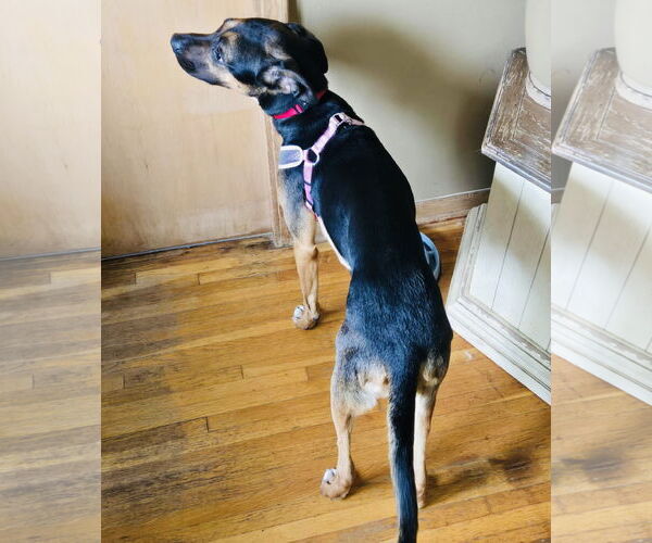 Medium Photo #4 Shepweiller Puppy For Sale in Princeton, MN, USA