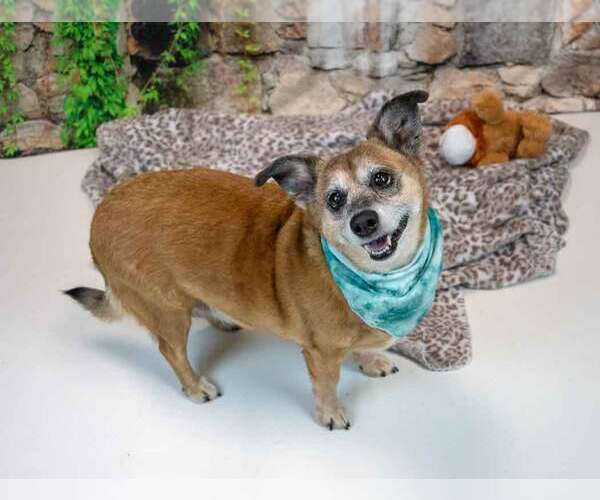 Medium Photo #3 Dachshund-Unknown Mix Puppy For Sale in Kennesaw, GA, USA