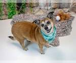 Small #2 Dachshund Mix