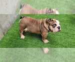 Small Photo #1 Bulldog Puppy For Sale in CHULA VISTA, CA, USA
