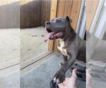 Small #7 American Pit Bull Terrier Mix