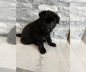 German Shepherd Dog Puppy for Sale in BRUSH PRAIRIE, Washington USA