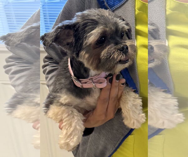 Medium Photo #1 Mutt Puppy For Sale in Boca Raton, FL, USA