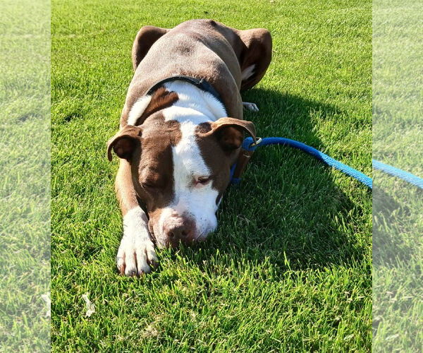 Medium Photo #3 American Pit Bull Terrier Puppy For Sale in St. Cloud, MN, USA