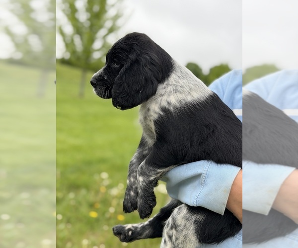 Medium Photo #1 English Springer Spaniel Puppy For Sale in BUFFALO, MN, USA