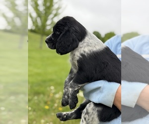 English Springer Spaniel Puppy for sale in BUFFALO, MN, USA