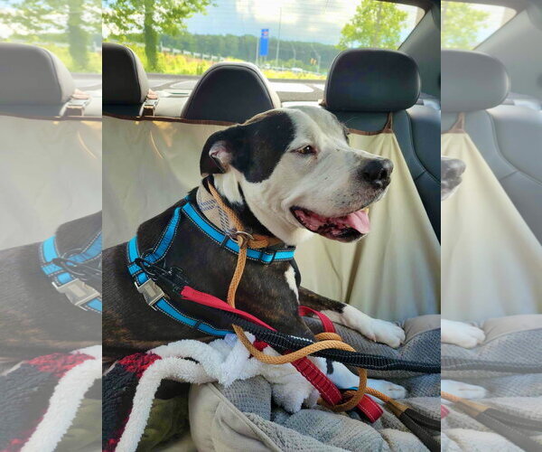 Medium Photo #37 Mutt Puppy For Sale in Mount Laurel, NJ, USA
