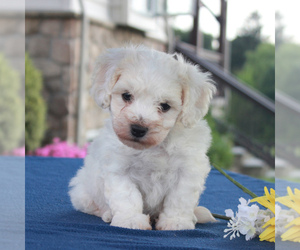 Bichon Frise Puppy for sale in BIRD IN HAND, PA, USA
