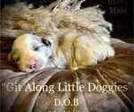 Small Photo #11 Australian Shepherd Puppy For Sale in BLACKSBURG, VA, USA