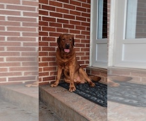 Father of the Labrador Retriever puppies born on 07/24/2025