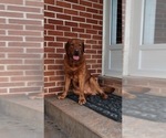 Small Photo #1 Labrador Retriever Puppy For Sale in MC GAHEYSVILLE, VA, USA