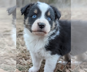 Australian Shepherd Puppy for sale in EXETER, MO, USA