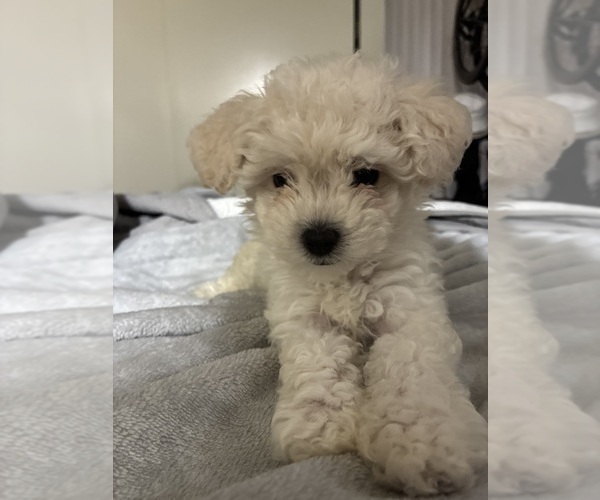 Medium Photo #7 Maltipoo (Miniature) Puppy For Sale in LA PUENTE, CA, USA