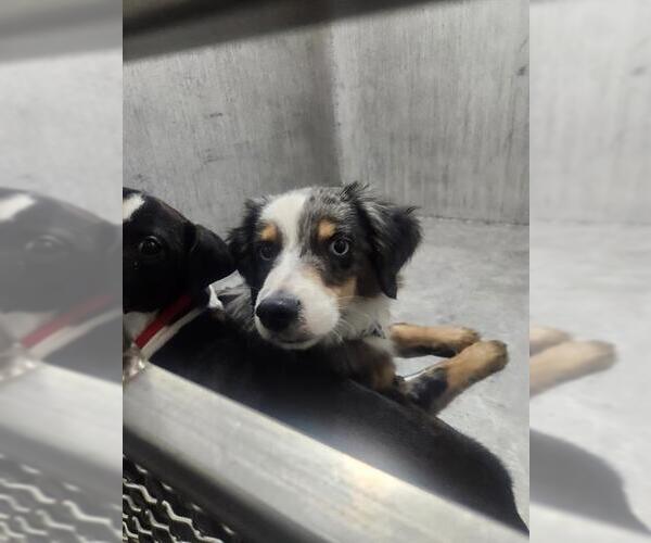 Medium Photo #1 Mutt Puppy For Sale in San Antonio, TX, USA