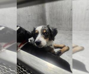 Mutt Dogs for adoption in San Antonio, TX, USA