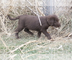 Small Photo #7 Labradoodle Puppy For Sale in MEMPHIS, MO, USA