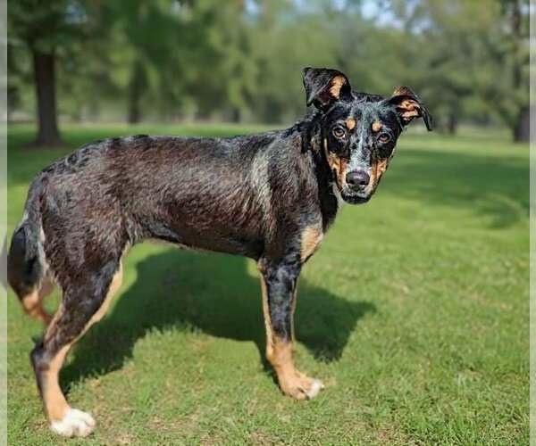 Medium Photo #3 Mutt Puppy For Sale in Talladega, AL, USA