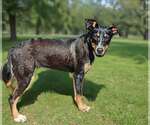 Small #2 Mutt