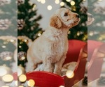 Puppy Max Goldendoodle