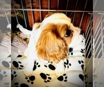 Small Photo #2 Cavalier King Charles Spaniel Puppy For Sale in BROOKLYN PARK, MN, USA