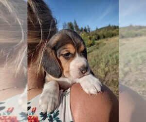 Beagle Puppy for sale in EVERETT, WA, USA