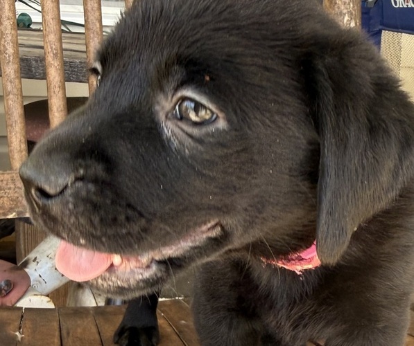 Medium Photo #7 Labrador Retriever Puppy For Sale in SPOTSYLVANIA, VA, USA