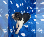 Small Photo #5 American Foxhound Puppy For Sale in AIKEN, SC, USA