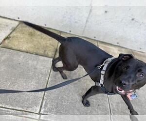Bella K  low fee!! - Female German Shepherd Dog-Unknown Mix Dog for Adoption - Photo #4