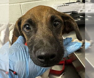 Dachshund Dogs for adoption in San Bernardino, CA, USA