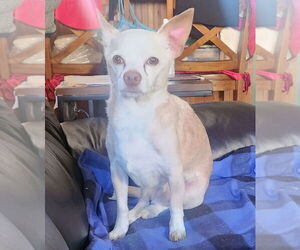 Chihuahua Dogs for adoption in Salt Lake City, UT, USA