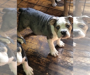 Olde English Bulldogge Puppy for sale in BEECH GROVE, IN, USA