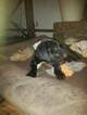 Small Photo #4 Labrador Retriever Puppy For Sale in BRKN ARW, OK, USA