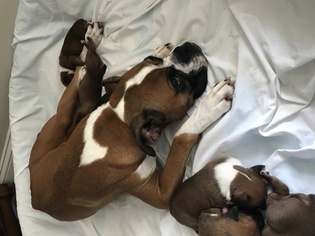 Mother of the Boxer puppies born on 05/26/2017