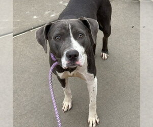 Mutt Dogs for adoption in Tulsa, OK, USA