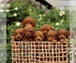 Small #1 Cavapoo